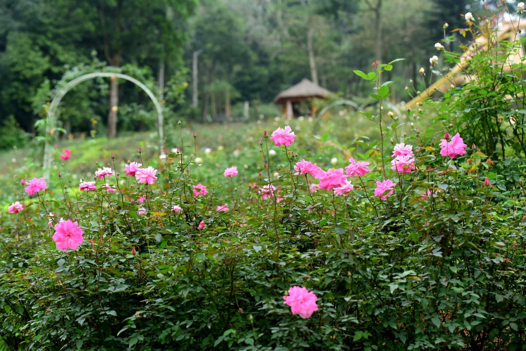 Vườn hồng rộng nhất nước ta tại Paragon Resort Ba Vì